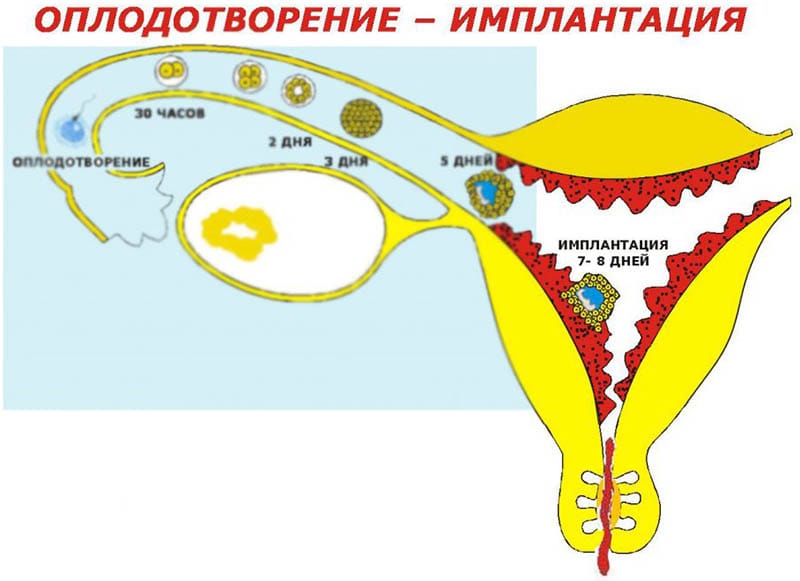 Фото имплантационного кровотечения при беременности